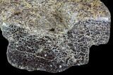 Polished Dinosaur Bone (Gembone) Section - Colorado #96415-1